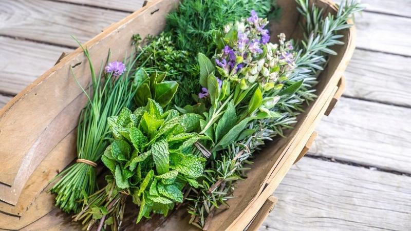 Các loại gia vị, rau thơm độc đáo được bày bán ở chợ dân sinh, như lá lốt, tía tô, ngổ, húng quế… thể hiện sự phong phú của các loại rau gia vị đặc trưng trong ẩm thực Việt.